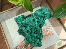 Load image into Gallery viewer, Velvet Malachite
