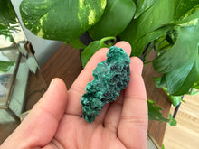 Load image into Gallery viewer, Velvet Malachite
