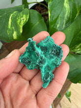 Load image into Gallery viewer, Velvet Malachite

