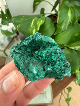Load image into Gallery viewer, Velvet Malachite
