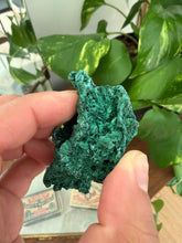 Load image into Gallery viewer, Velvet Malachite
