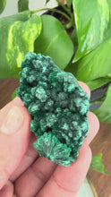 Load and play video in Gallery viewer, Velvet Malachite
